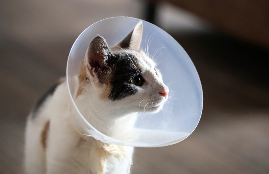 A cat wearing a surgery cone around its head