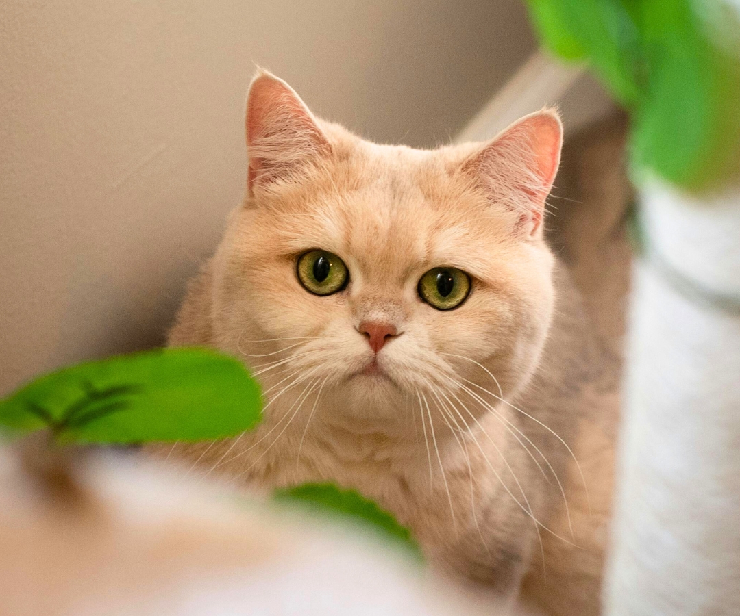 A cat with striking green eyes perched gracefully on a cat tree