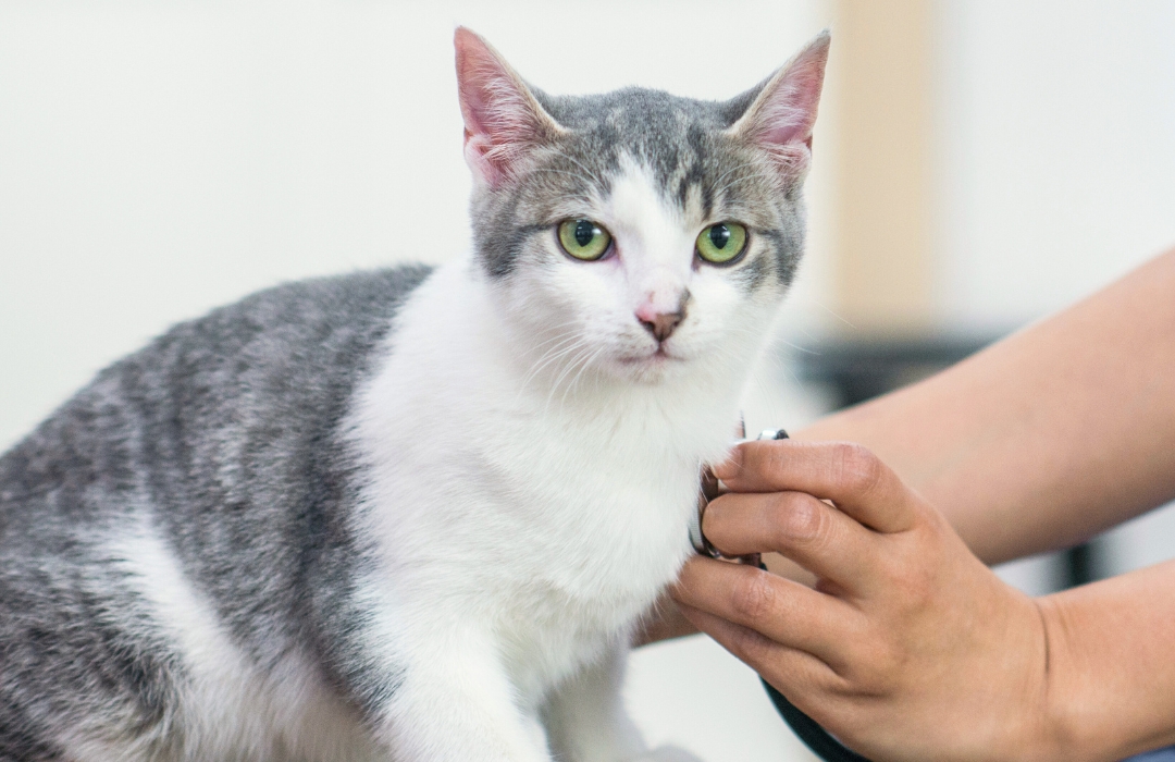 veterinarian checking on a cat using a stethoscope