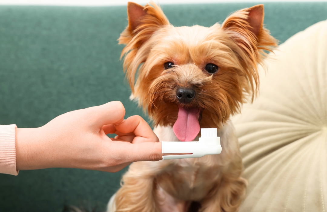 A veterinarian prepares a toothbrush to clean a dog's teeth