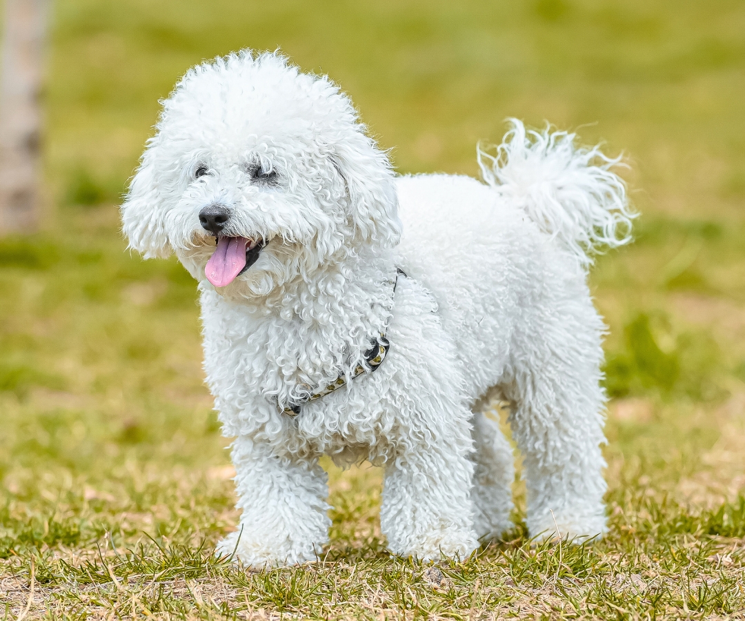 A white dog stands proudly in a lush green field