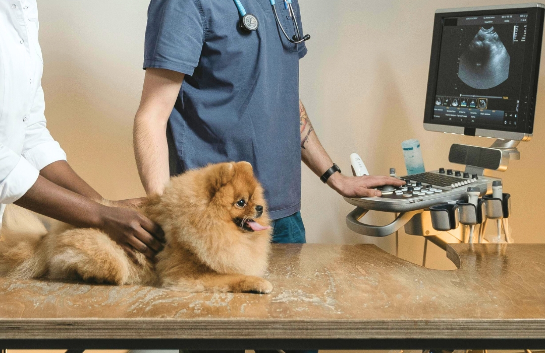 veterinarian checking Pomeranian dog on annual visit to the vet hospital
