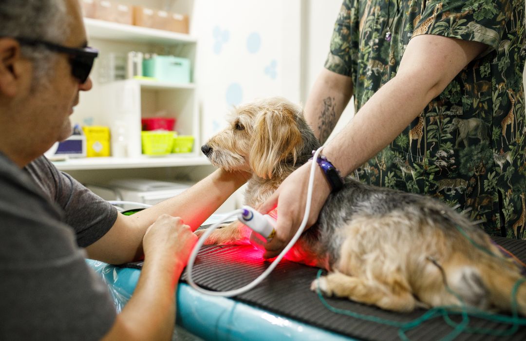 veterinarian checking Pomeranian dog on annual visit to the vet hospital