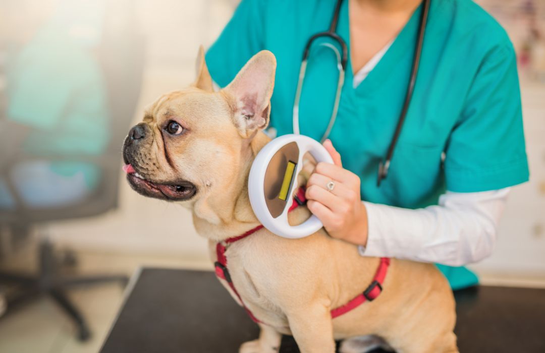 Microchip scanning a young French Bulldog