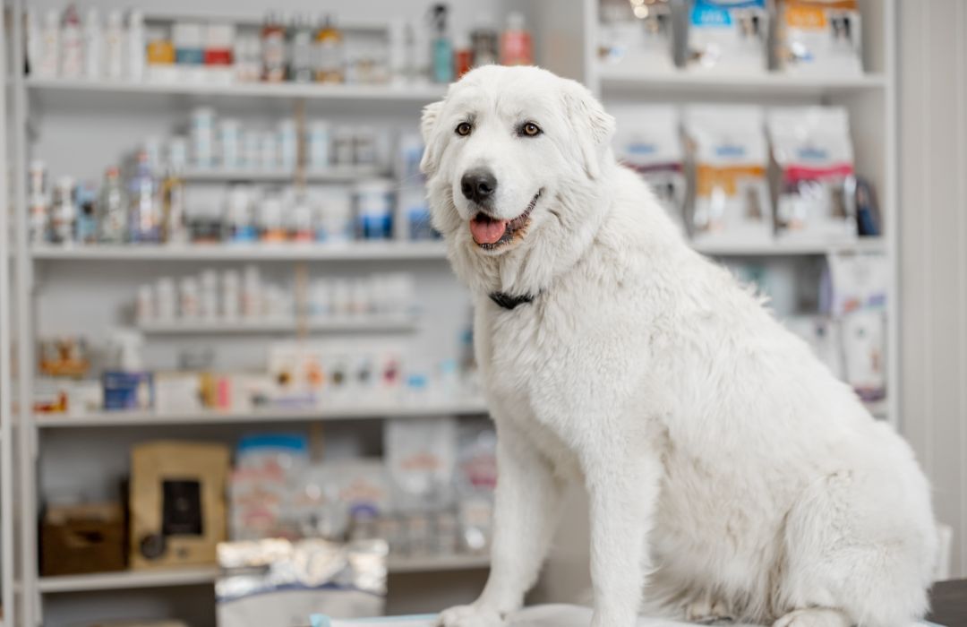 dog sits calmly on a table inside a pharmacy