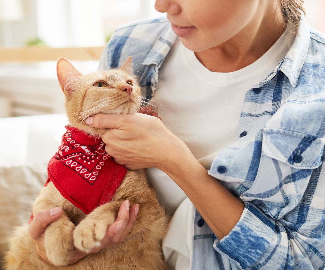 owner gently pets an orange cat