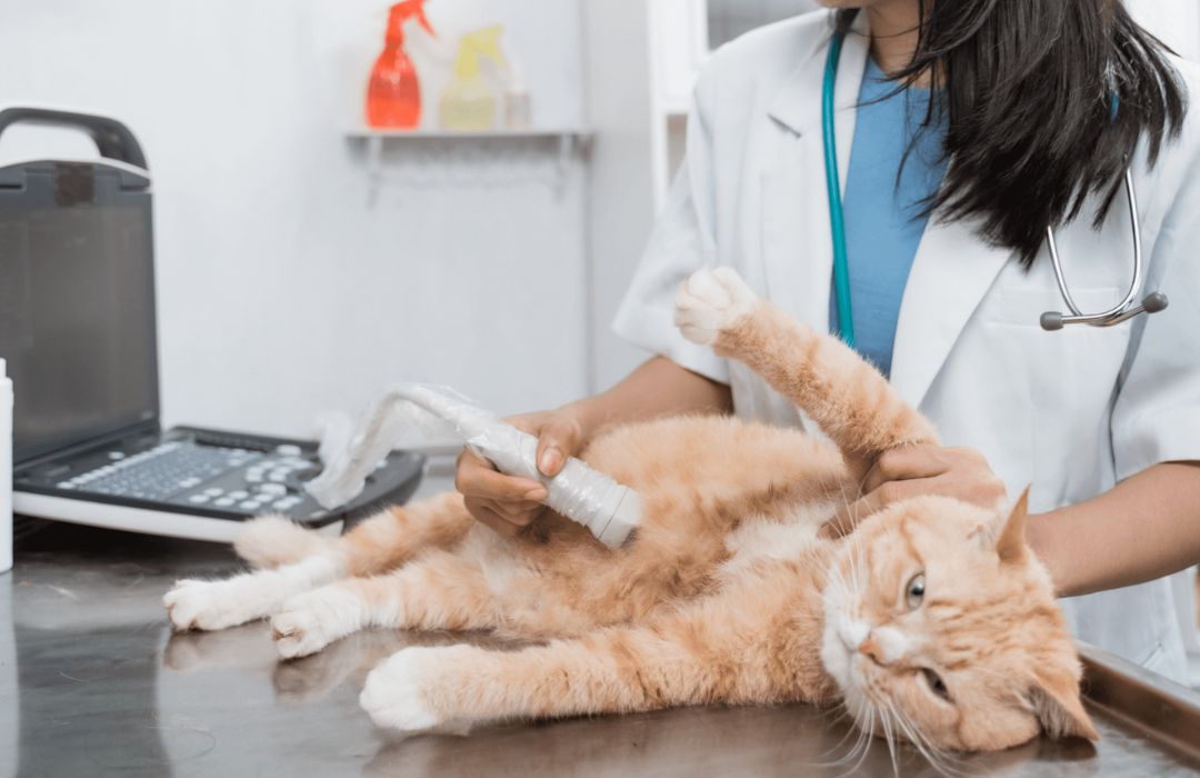 vet doing a cat ultrasound