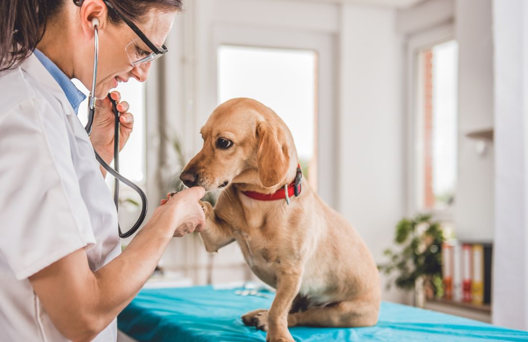 vet uses a stethoscope to examine a dog