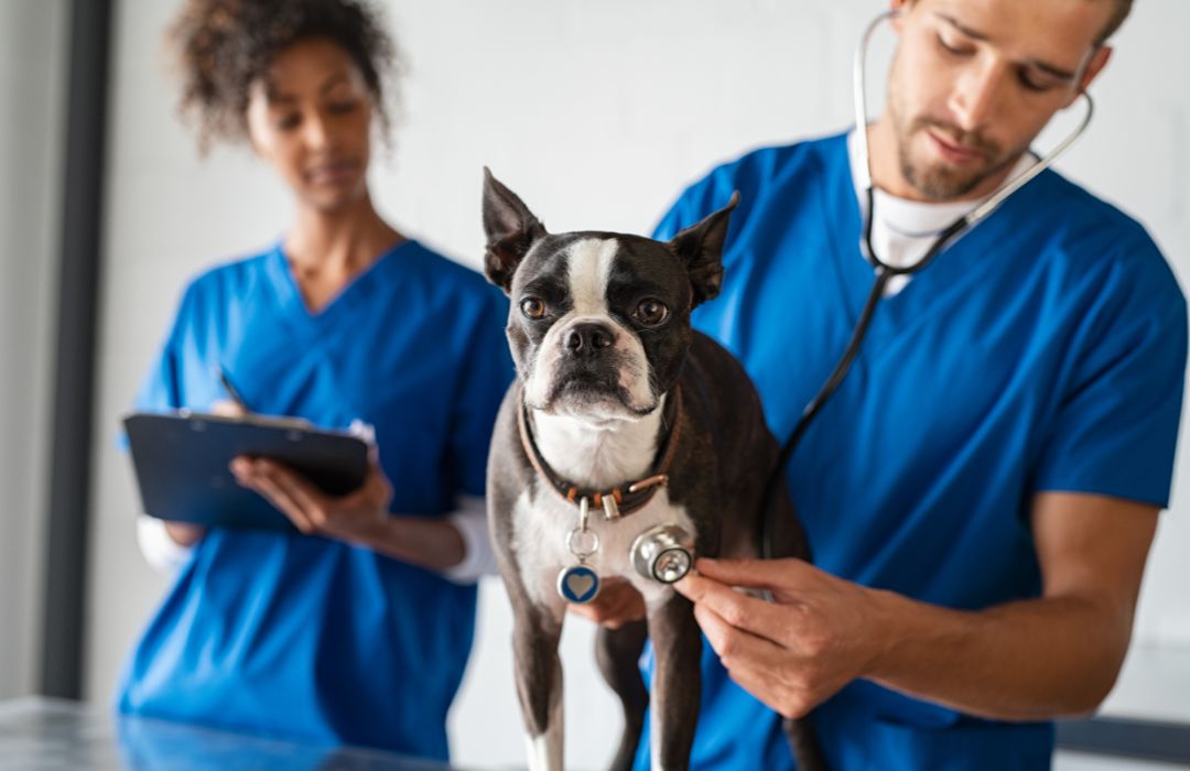 veterinarian uses a stethoscope to examine a dog