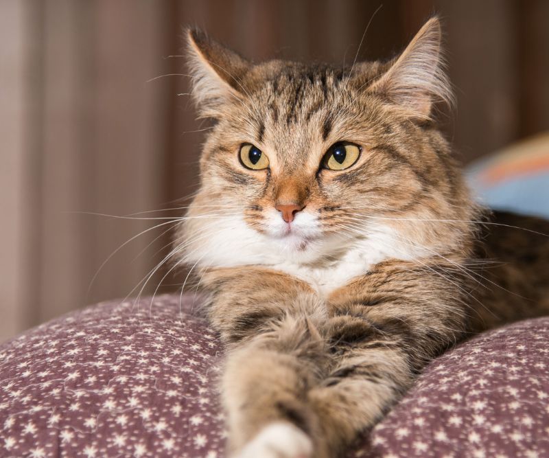Why-Choose-Our-Cat-Boarding-section
